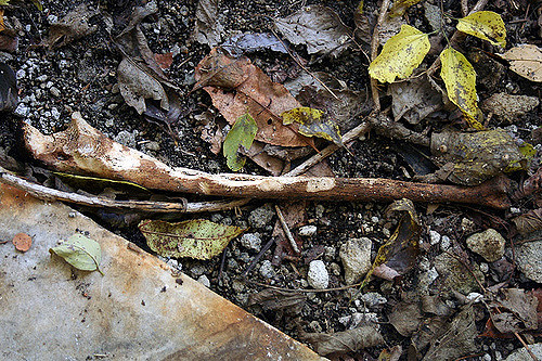 Evergreen Cemetary Human Bone